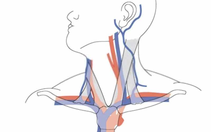 arteria subclavia