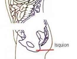 isquion
