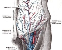 vena femoral