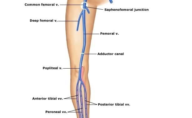 vena femoral