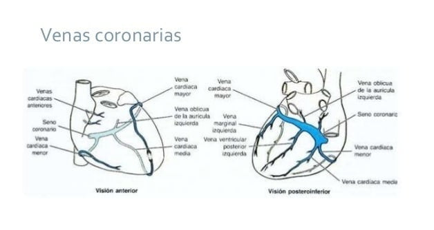 venas coronarias