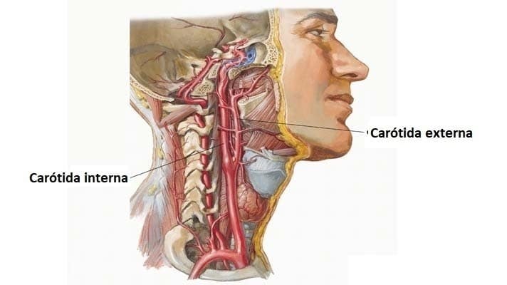 Arteria carótida interna