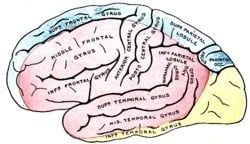 arteria cerebral anterior