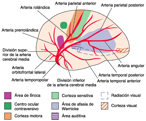 Arteria cerebral media