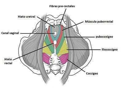 Suelo pélvico Suelo pélvico
