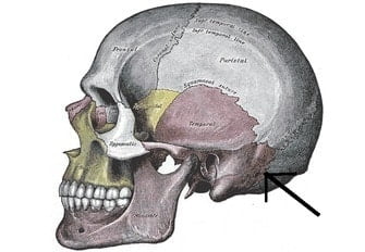 apófisis mastoides