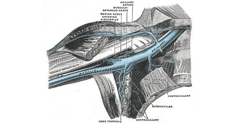 vena axilar