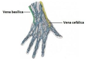 vena cefálica