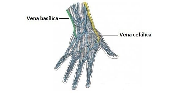 Vena basílica vena cefálica