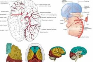 arteria cerebral posterior