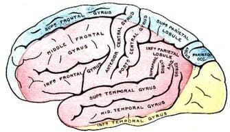 arteria cerebral posterior