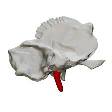 apófisis estiloides