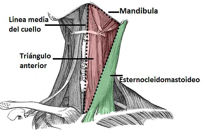 Triángulo anterior del cuello Triángulo anterior del cuello