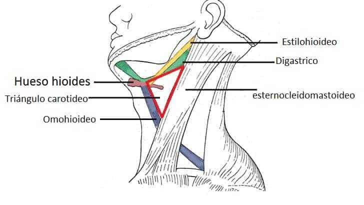 Triángulo anterior del cuello Triángulo carotídeo del cuello