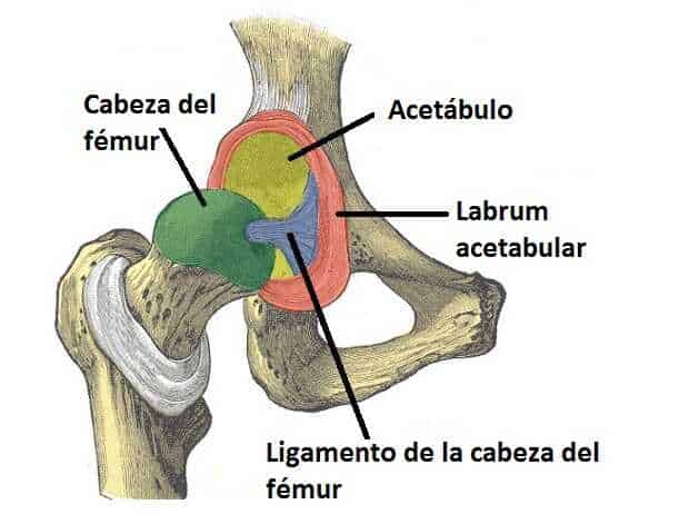 Articulación de la cadera Articulación de la cadera