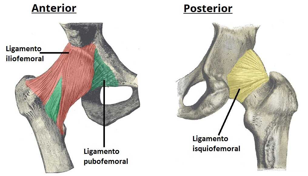 Articulación de la cadera ligamentos extracapsulares de la articulación de la cadera