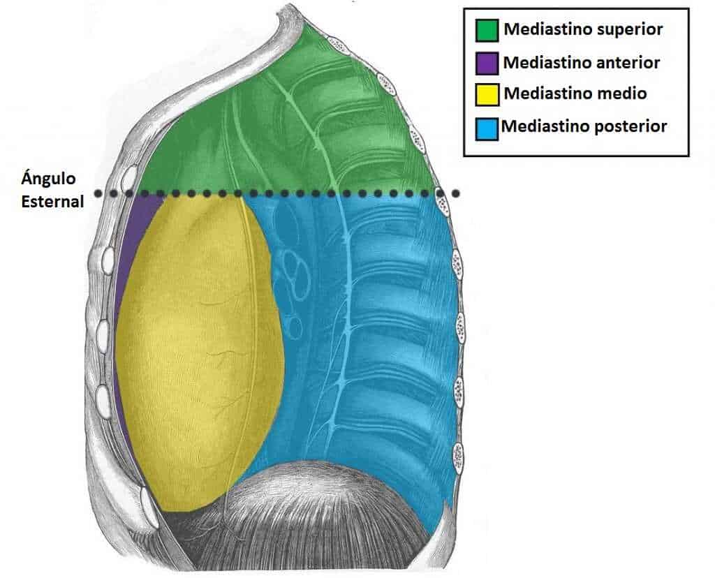 Mediastino anterior Mediastino medio