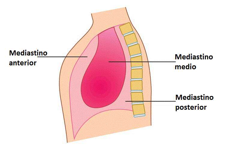 Mediastino anterior Mediastino anterior