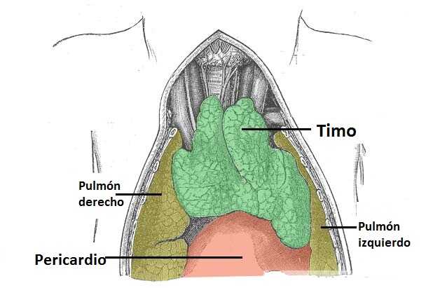 Mediastino anterior Mediastino anterior