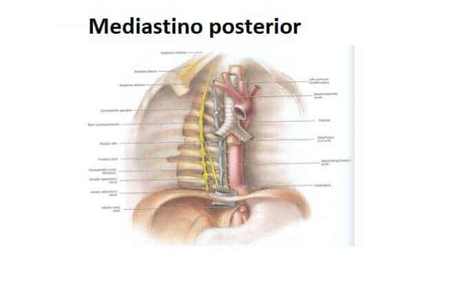 Mediastino posterior mediastino posterior