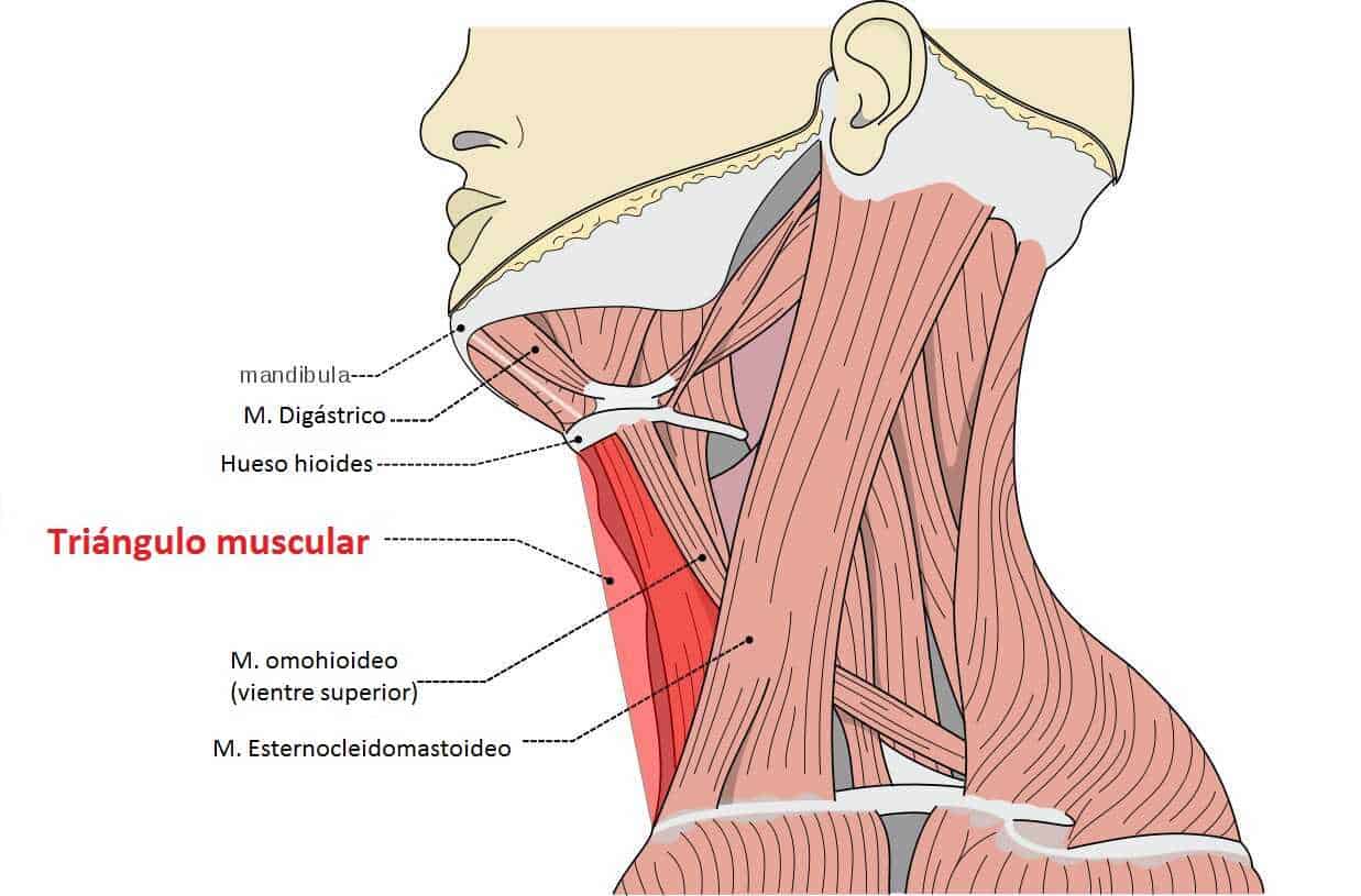 Triángulo anterior del cuello Triángulo muscular