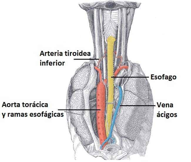 Mediastino posterior mediastino posterior