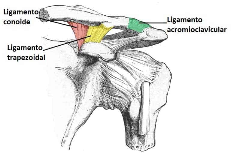 Articulación acromioclavicular Ligamentos articulación acromioclavicular