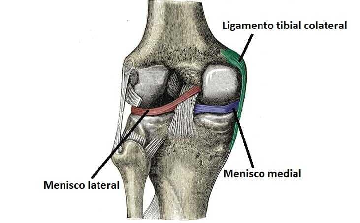 Articulación de la rodilla Articulación de la rodilla