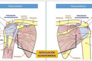 Articulación glenohumeral Articulación glenohumeral