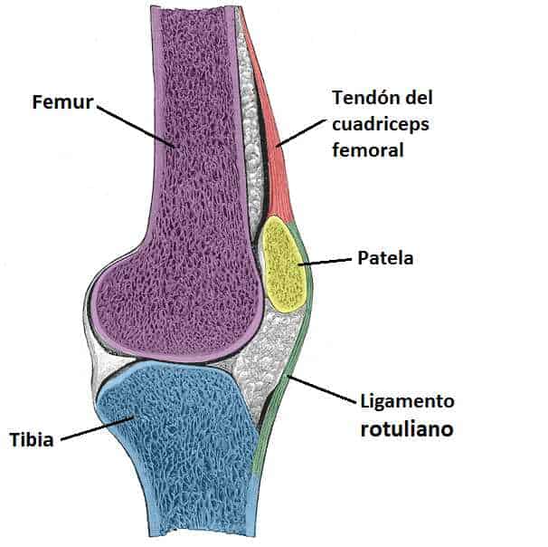 Articulación de la rodilla Articulación de la rodilla