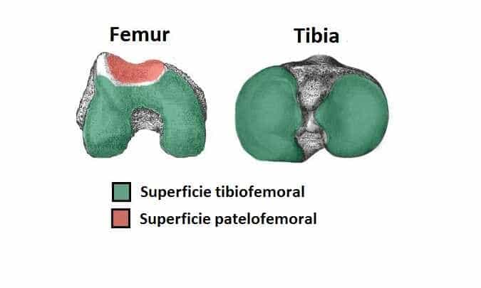 Articulación de la rodilla Articulación de la rodilla