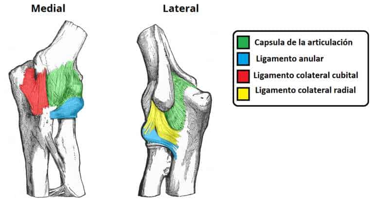 Articulación del codo Ligamentos de la articulación del codo