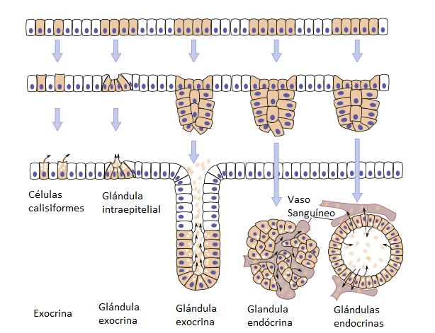 Tejido epitelial Epitelio glandular