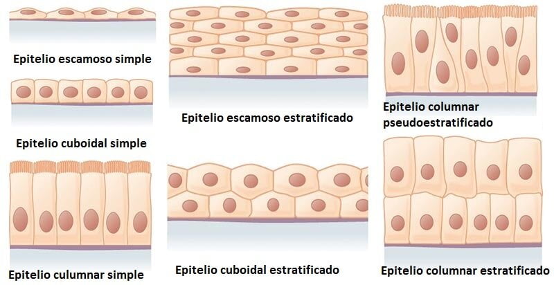 Tejido epitelial tejido epitelial