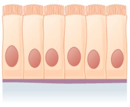 Epitelio simple Epitelio simple columnar