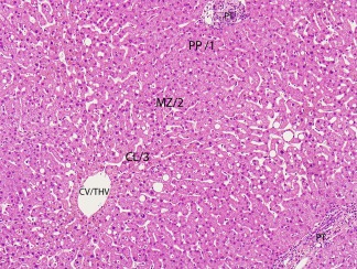 Histología del hígado Histología del hígado