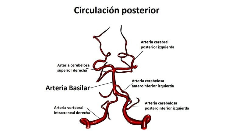 Arteria basilar