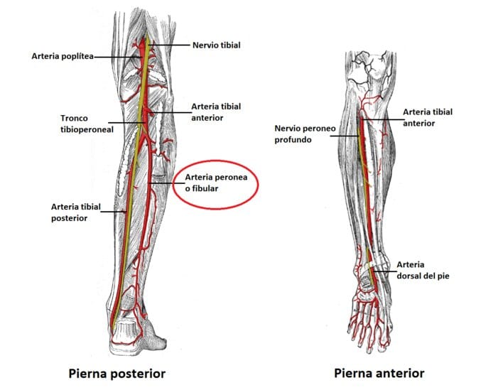 Arteria fibular o peronea Arteria peronea