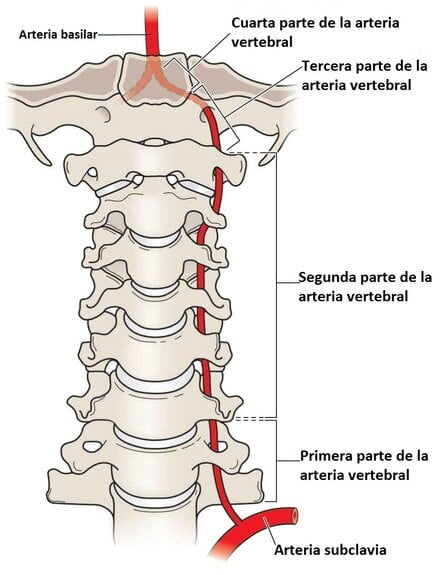 Arteria vertebral