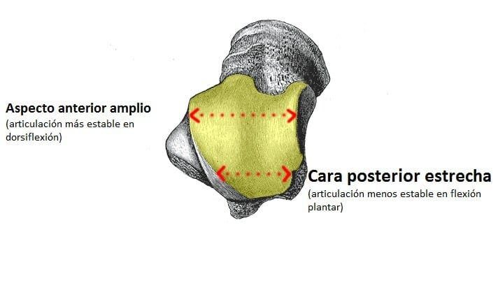 Articulación del tobillo