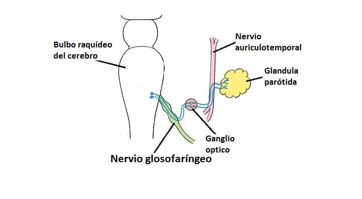 Nervio Glosofaríngeo Nervio glosofaríngeo
