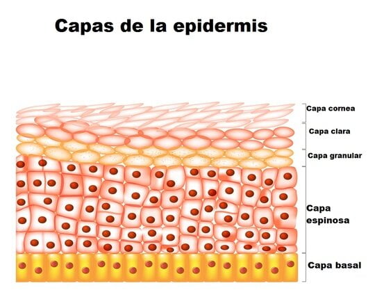 Histología de la piel Histología de la piel