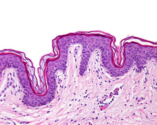 Histología de la piel Histología de la piel