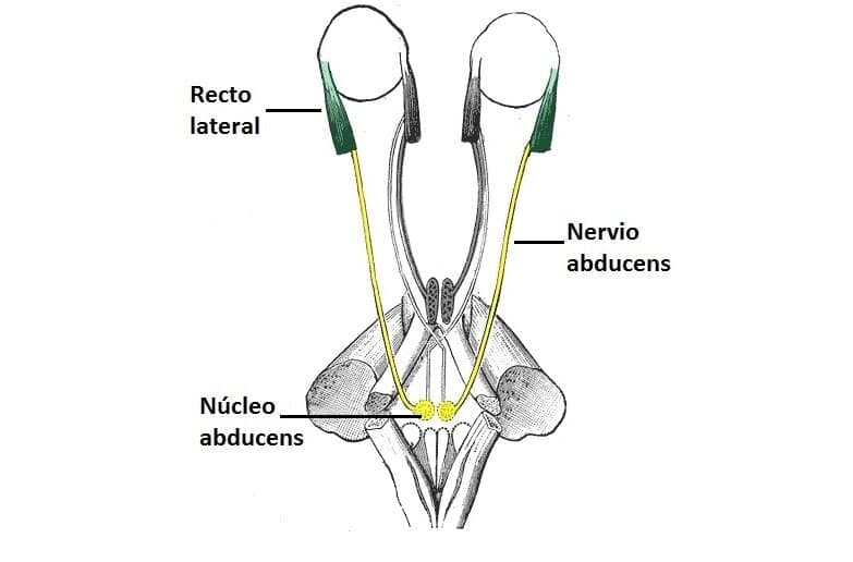 Nervio Abducens Esquema del curso anatómico del nervio abducens