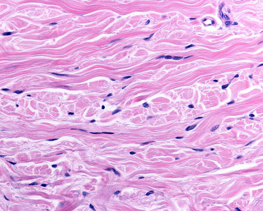 Histología de la piel Histología de la piel