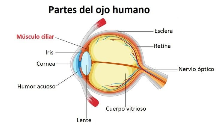 Nervio oculomotor Músculo ciliar