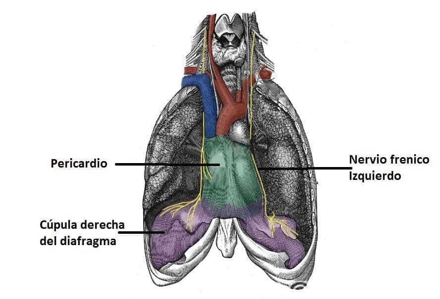 Nervio frénico