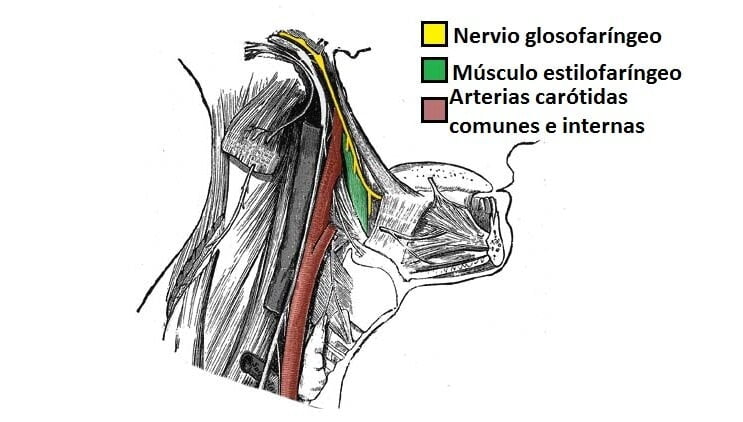 Nervio Glosofaríngeo Nervio glosofaríngeo