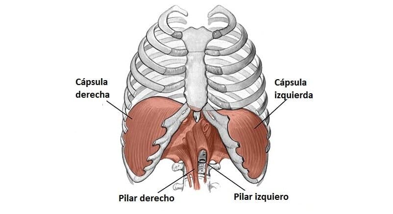 Diafragma