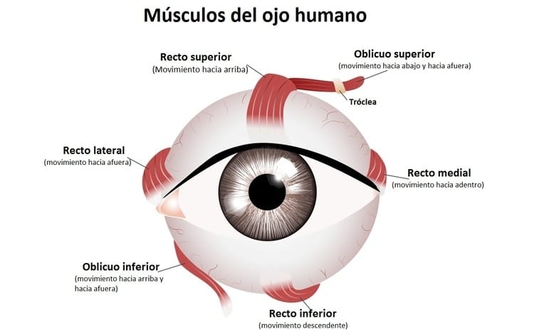 Nervio oculomotor Músculos del ojo humano